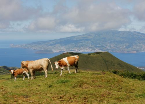 Açores