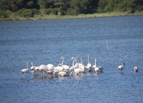 Rota_aves_1
