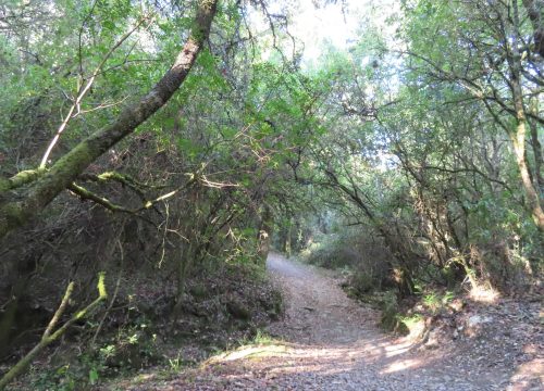 caminhada_natalicia2