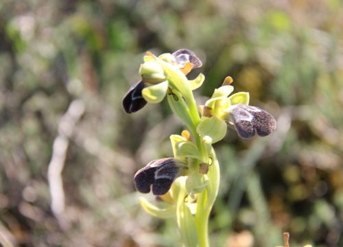 orquideas_1