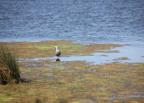 rota_aves_2