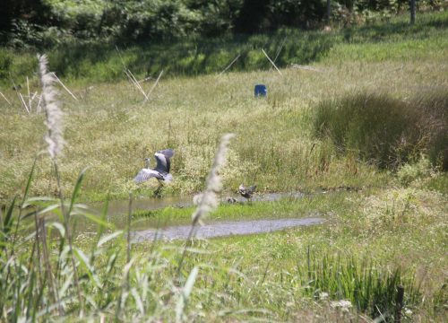 rota_aves_4