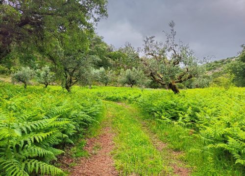 trilhos_aromaticos_1