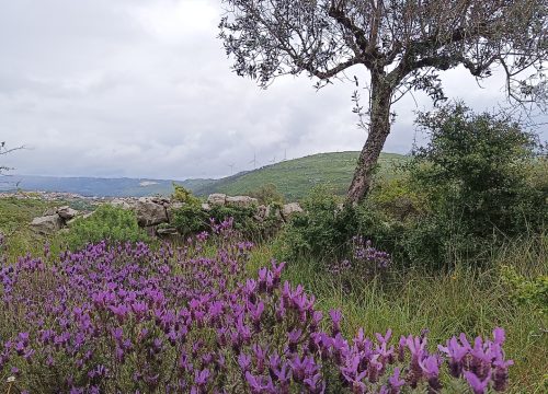 trilhos_aromaticos_2
