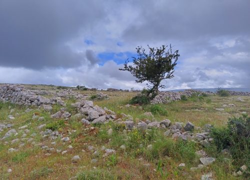 trilhos_aromaticos_3